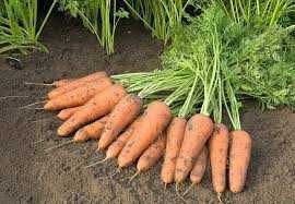 Морква натуральна домашня