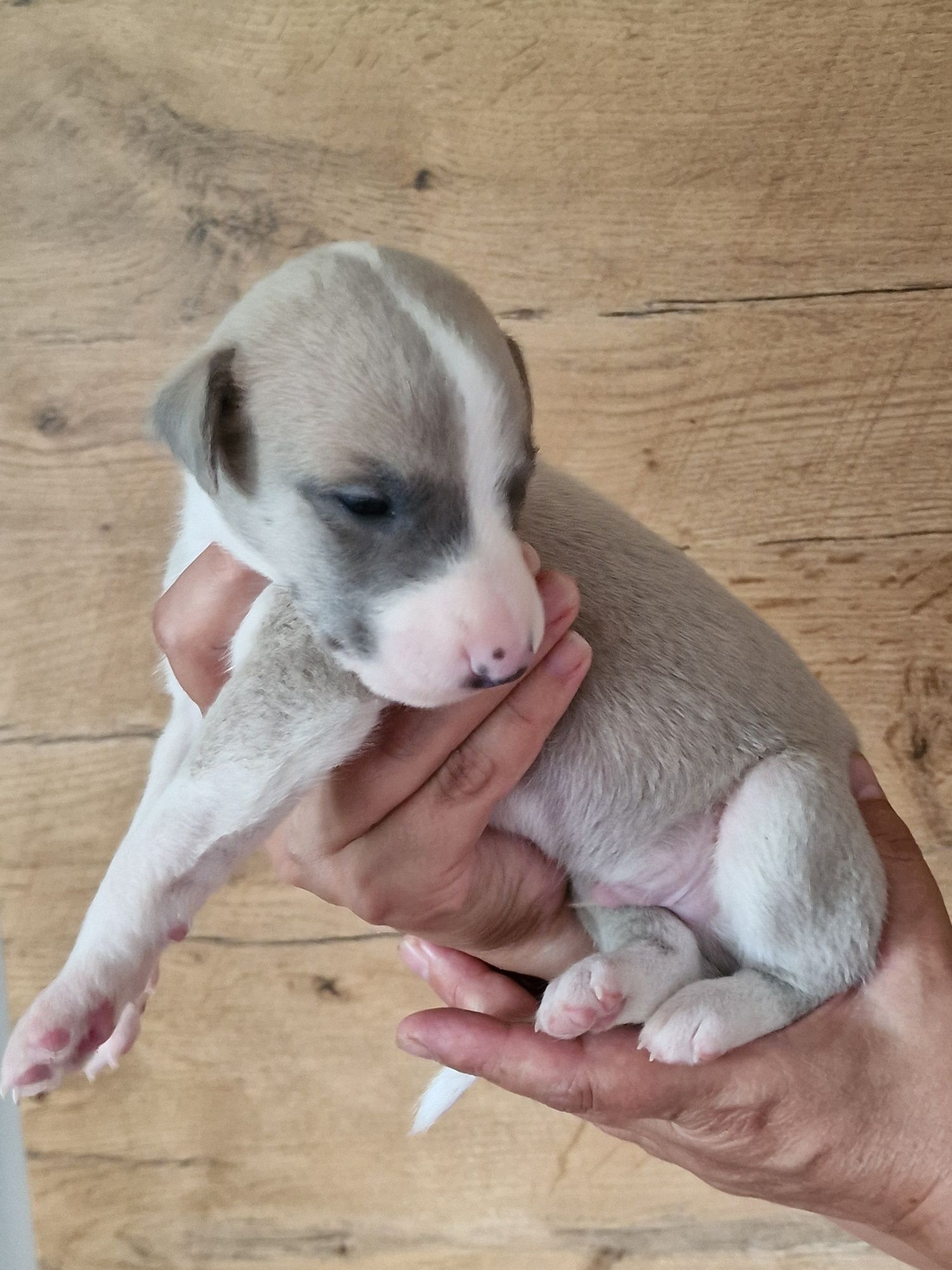 whippet chart angielski piesek