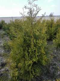 Thuja Tuja Brabant 160-180 cm. ,24zł/szt Promocja RABATY!!!