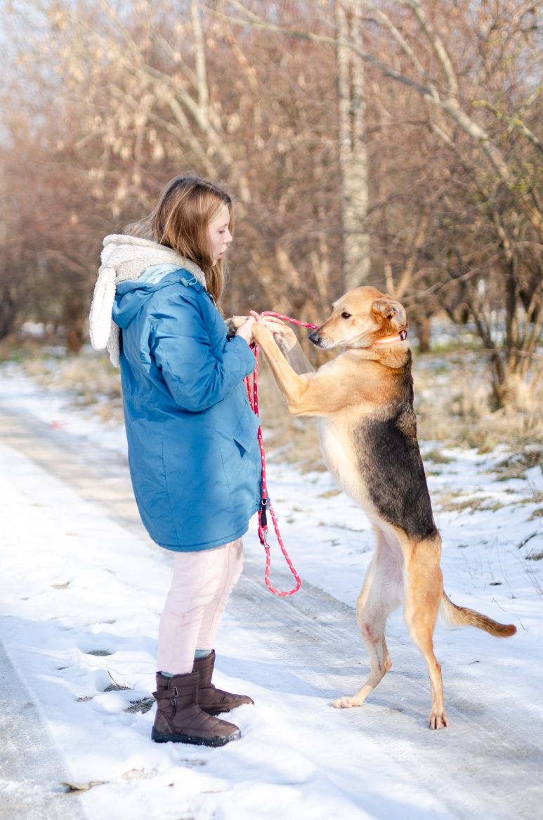 Stella w typie charta szuka domu
