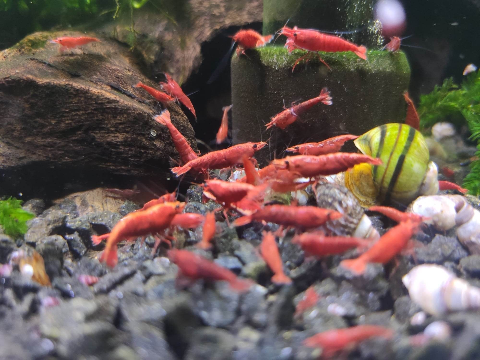 Neocaridina Red Fire