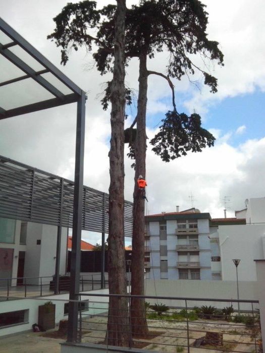 Poda e corte de arvores por acesso em cordas