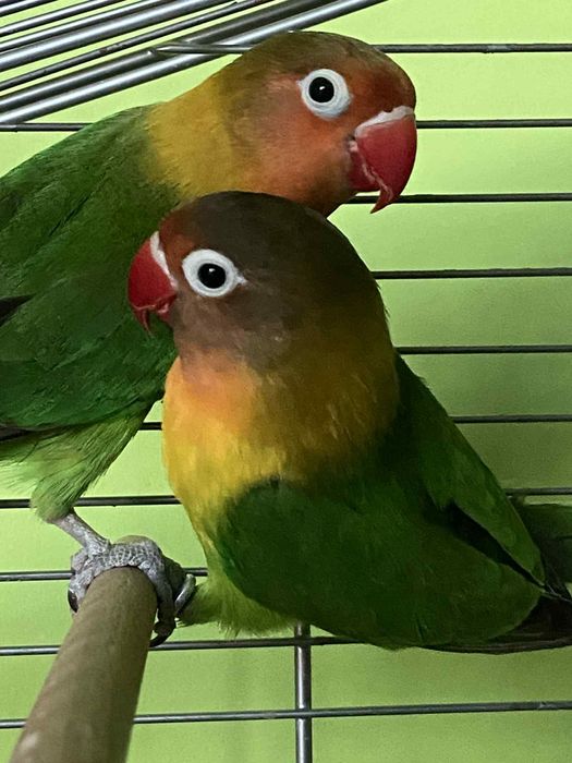 Papugi nierozłączki