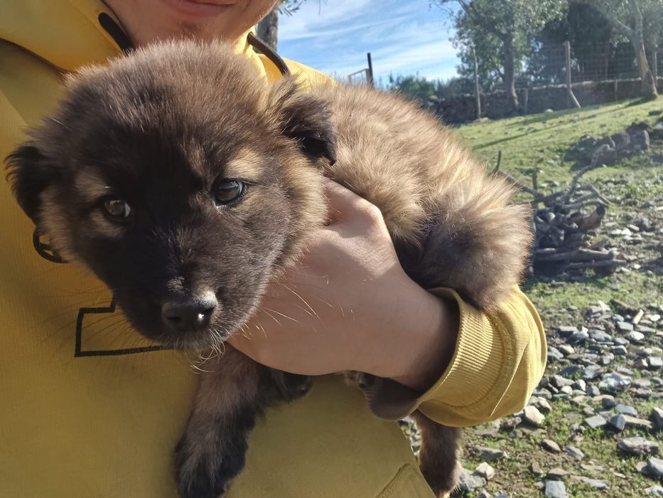 Cachorros serra da estrela