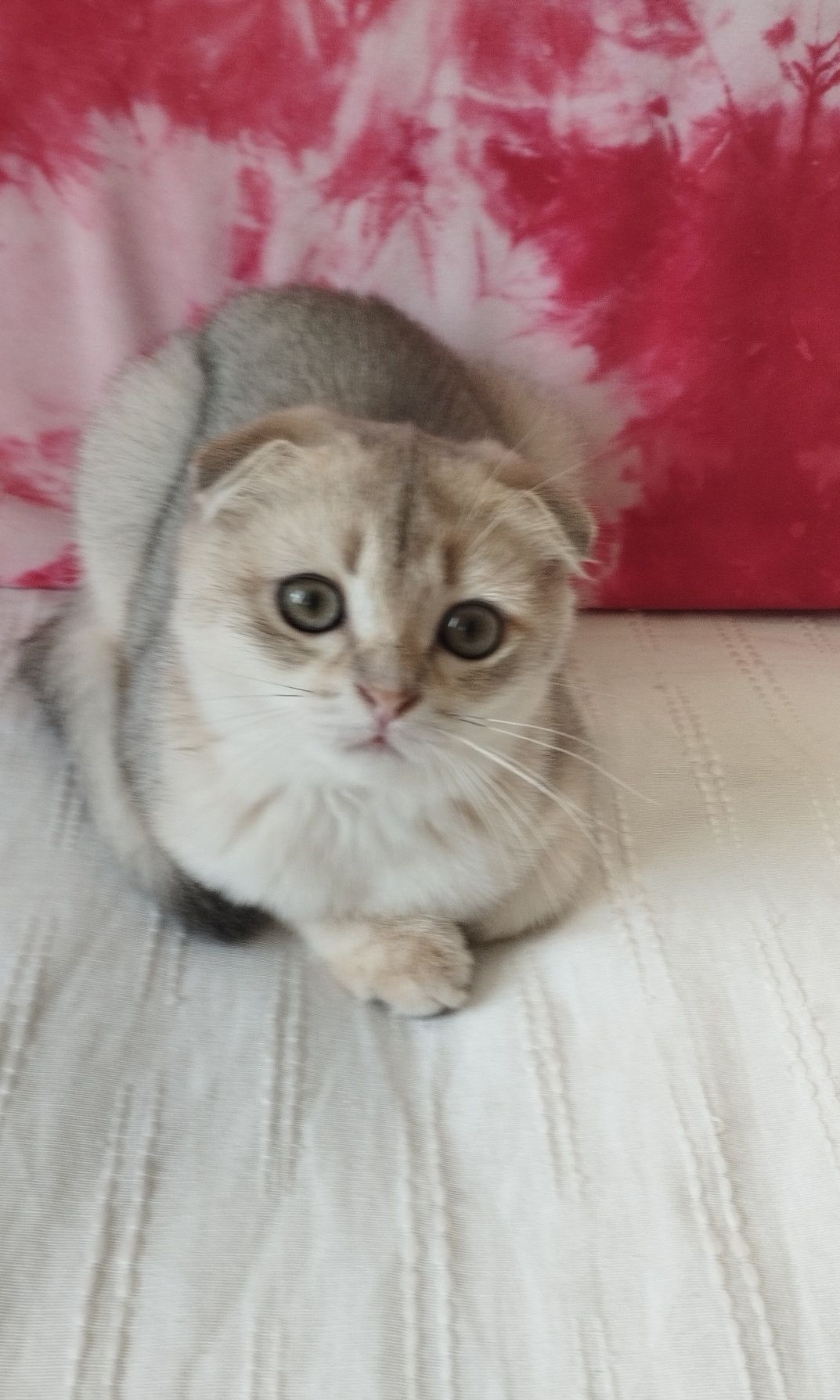 Шотландский котик золотая шиншилла ау11