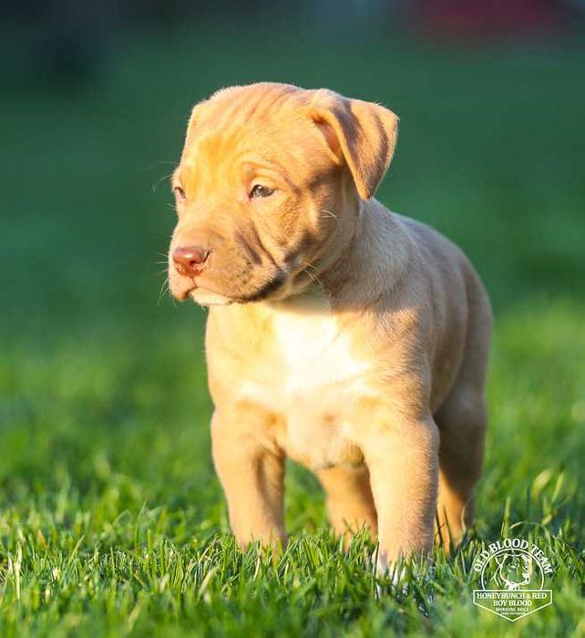 American Pitt Bull  / APBT  Red Nose /  import Balkany /  USA