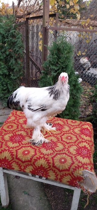 Піники світлої брами