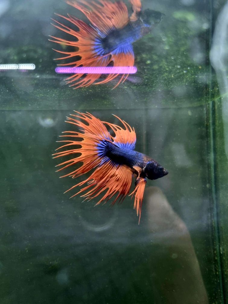 Bojownik crowntail fancy (strzępiasty)