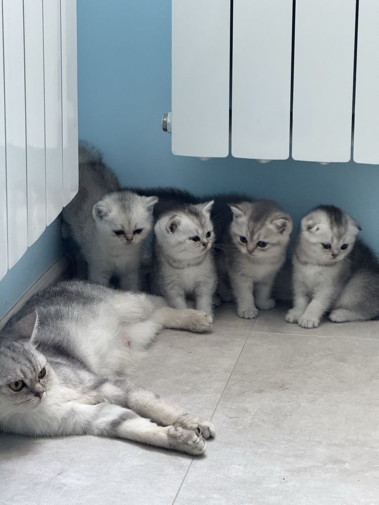 ШИНШИЛИ! Скотіш страйт-фолд! Шотландські страйт веслоухі прямовухі!