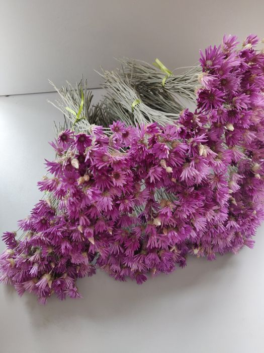 Сухі квіти ксерантумум.