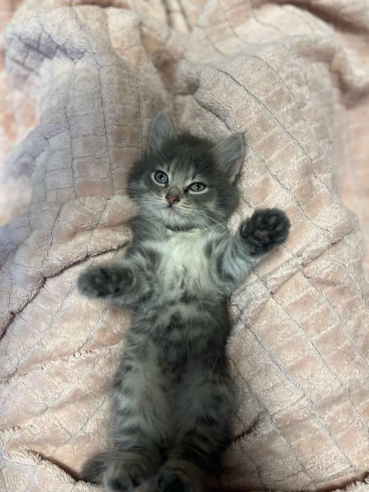 Котёнок девочка,отдадим в хорошие руки)