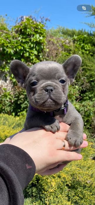 Шикарные малыши ыранцузики