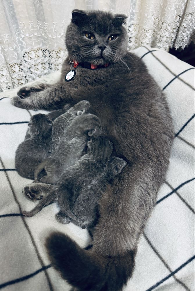 Шотландські кошенята/Scottish cats/Scottish fold/straight