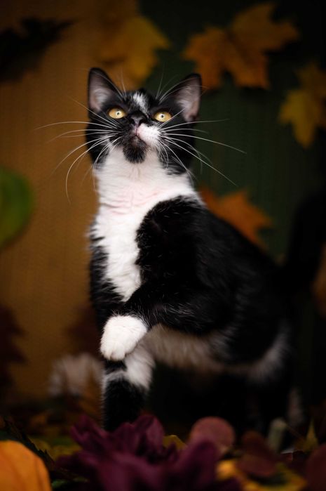 LEOŚ kocur do adopcji