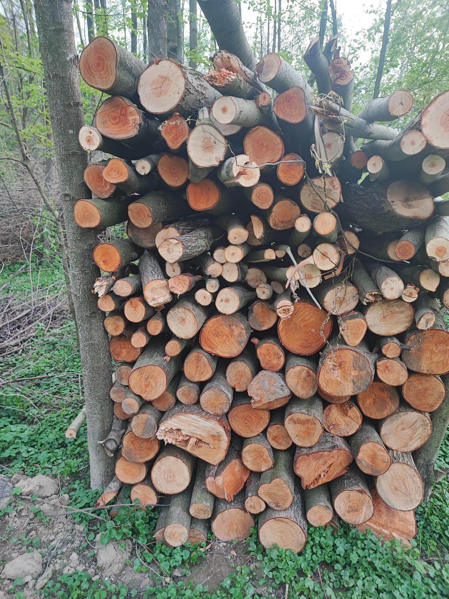 Drzewo opałowe dąb, olsza, wierzba 8 m3