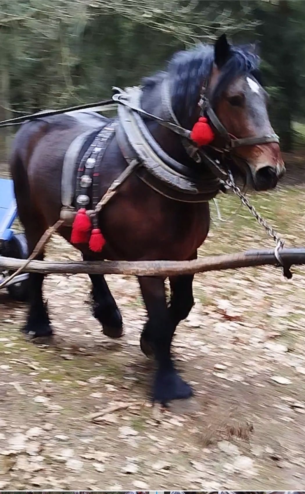 Koń  zimnokrwisty