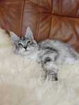 Cudowna Kotka Maine Coon z legalnej hodowli FPL