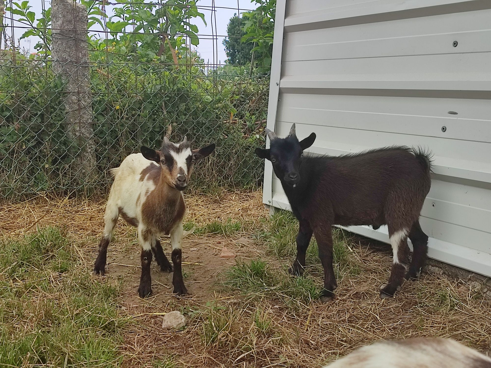 Casais Cabras Anãs