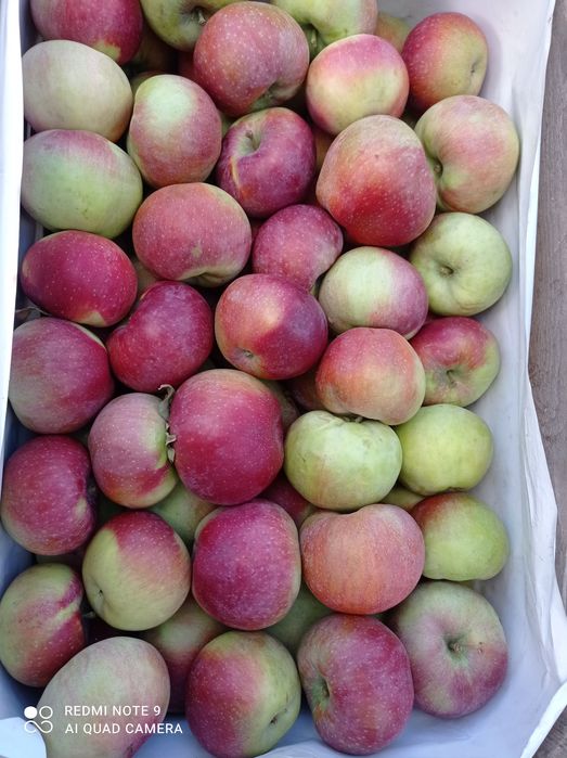 Jabłka eko z rodzinnego sadu