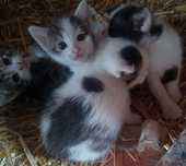 Koty europejskie oddam