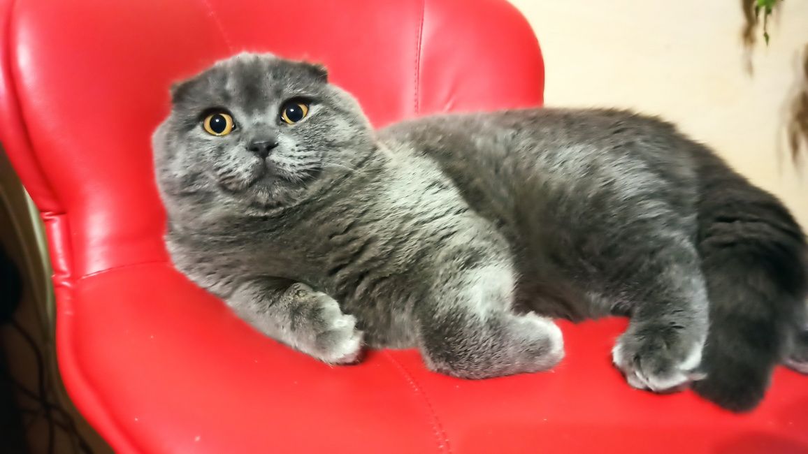 Чистокровний Щотландський висловухий голубий ( Scottish Fold).Вязка.