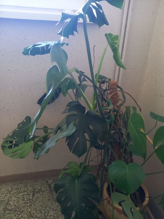 Monstera duży okaz