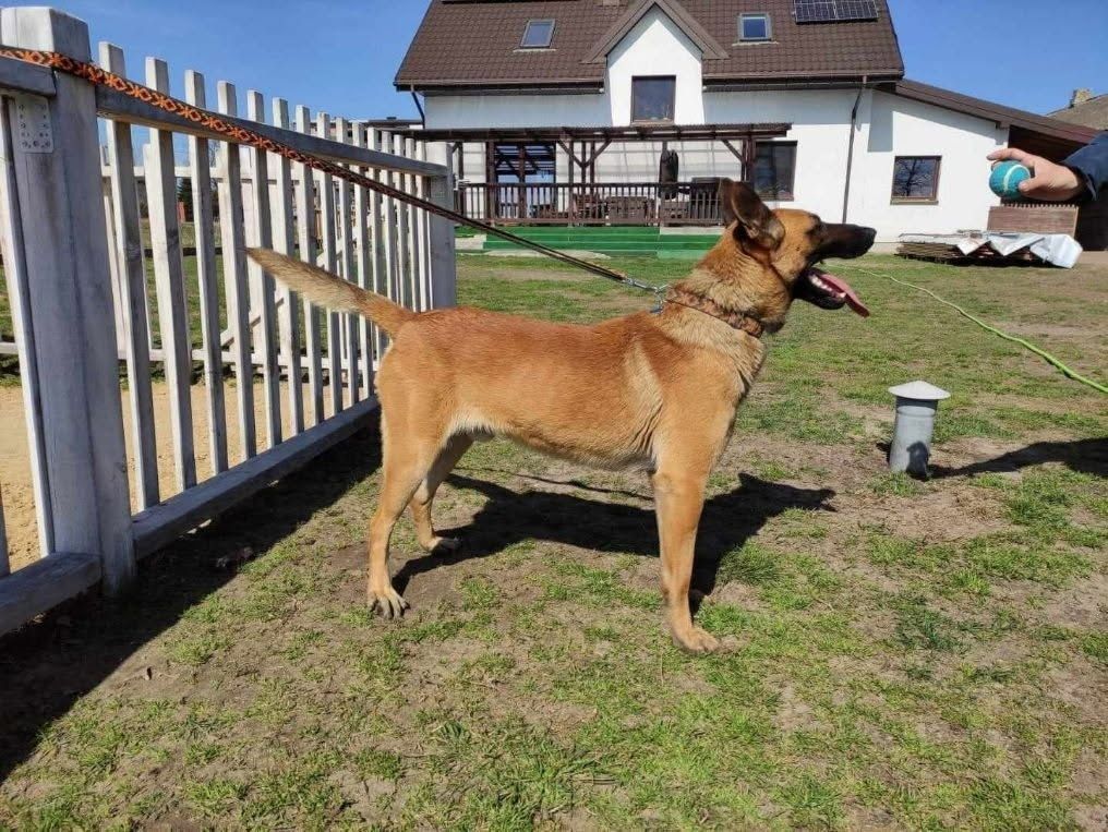 Owczarek belgijski Malinois - suczka