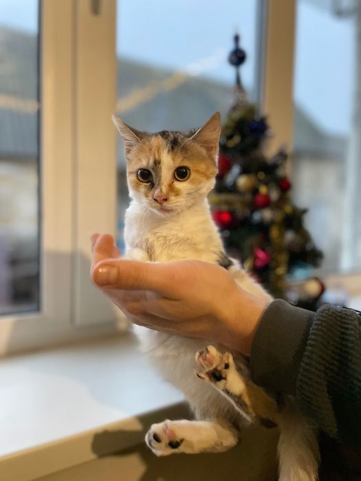 Віддаємо в добрі руки чарівних котиків!