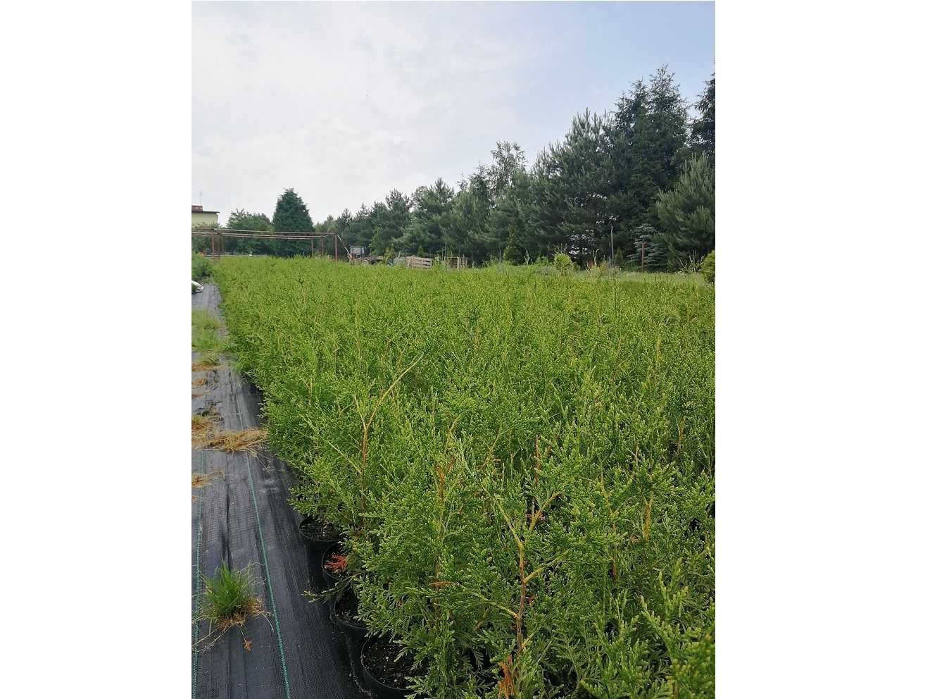 Tuja Brabant! Thuja! 70, 80, 100, 120 cm! Dowozimy! Sadzimy tuje!