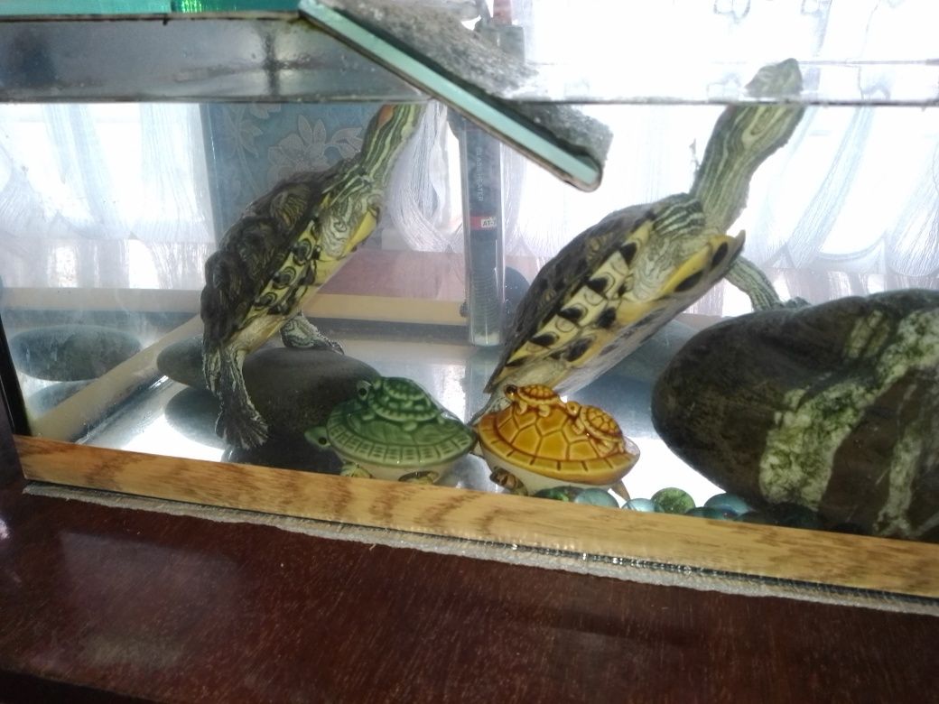 Продам аквариум с черепашками