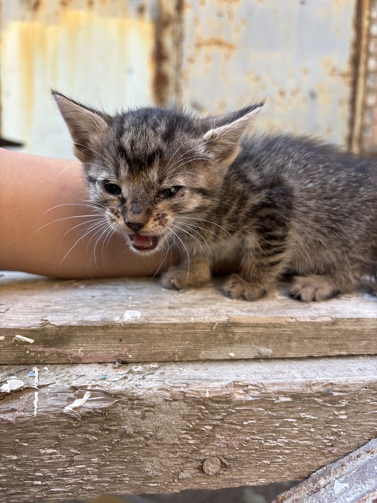 котенок девочка, серая