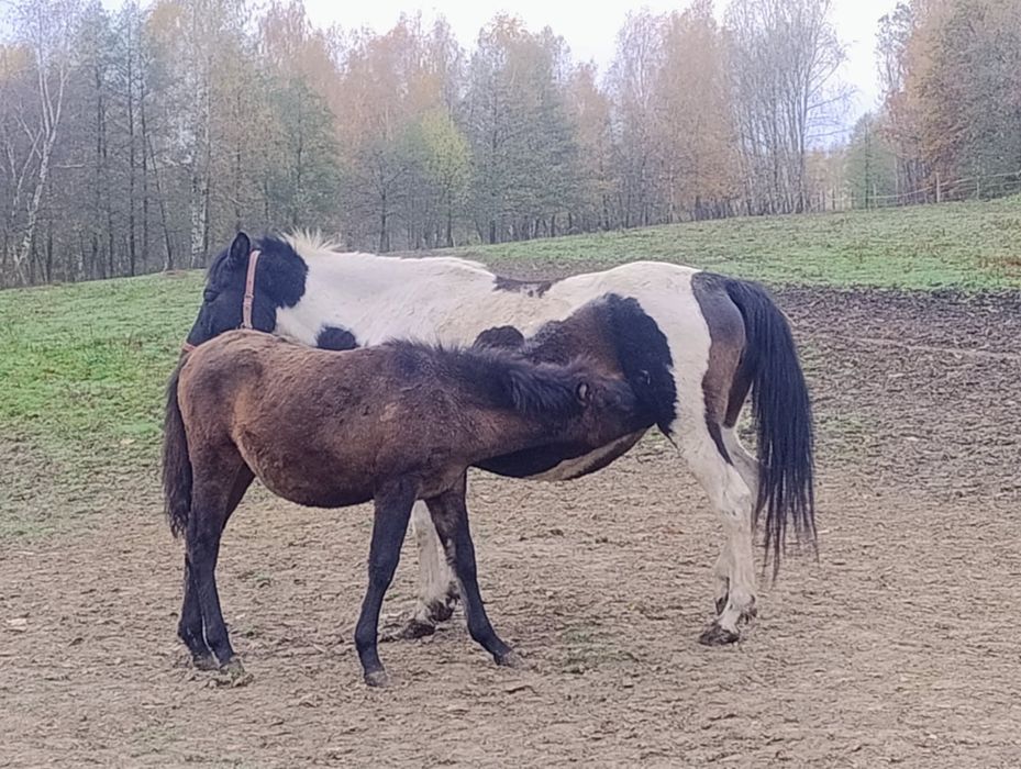 Klacz huculska z licencją