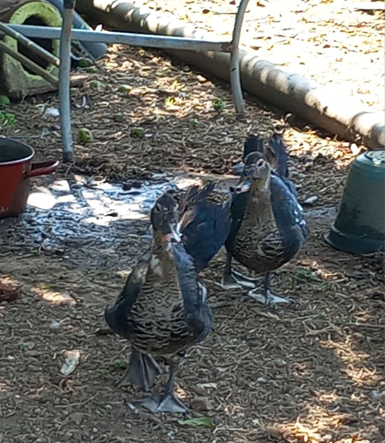 Patos mudos novos