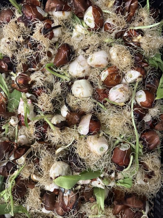 Продам цибулини після зрізу тюльпанів (2000 грн за 1 т)