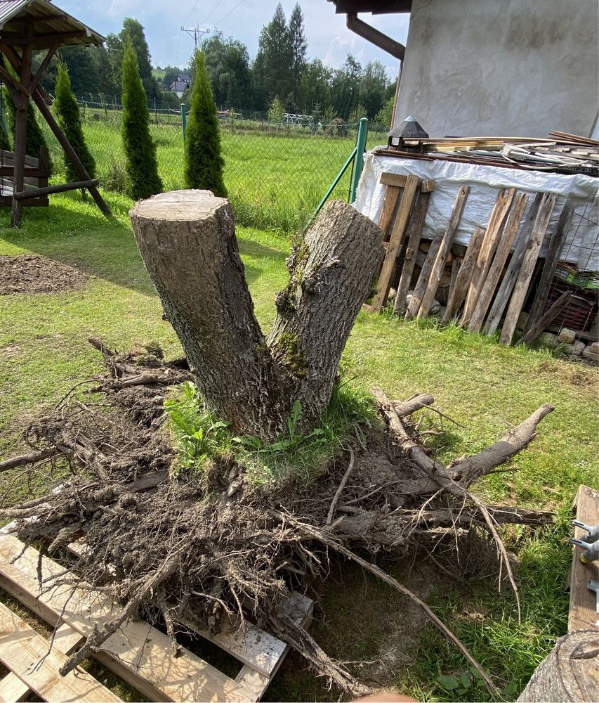 Orzech włoski- duże możliwości.