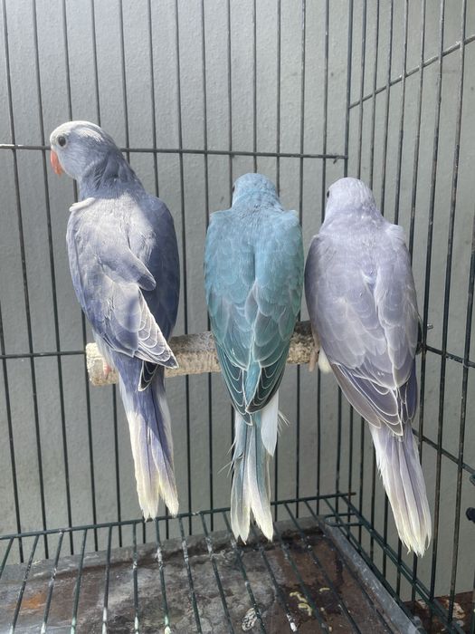 Ring Necks Violeta CC Bom Porte