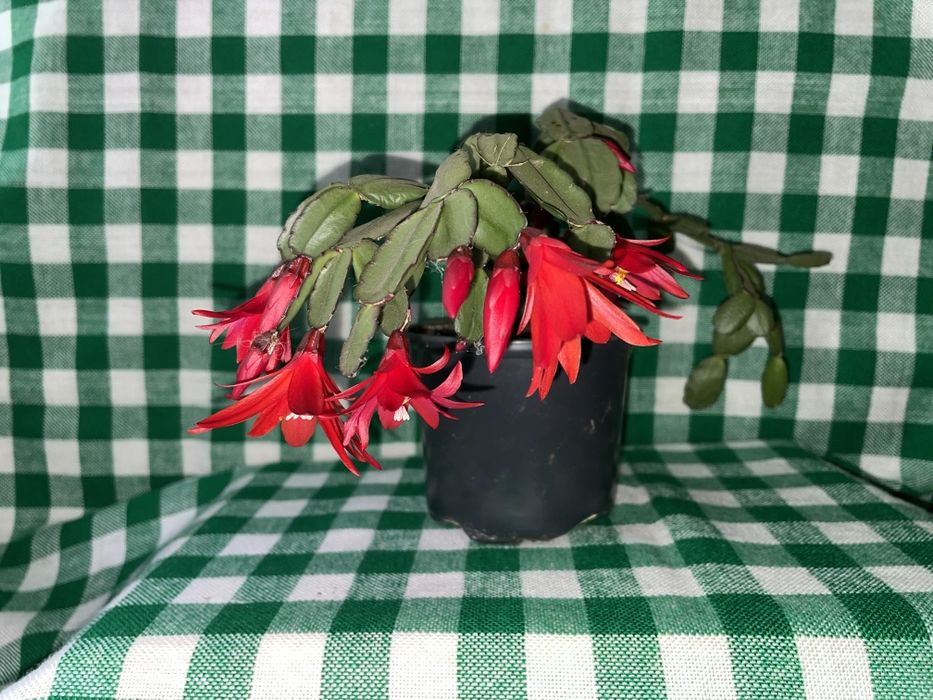 Продам рождественник (шлюмбергера)