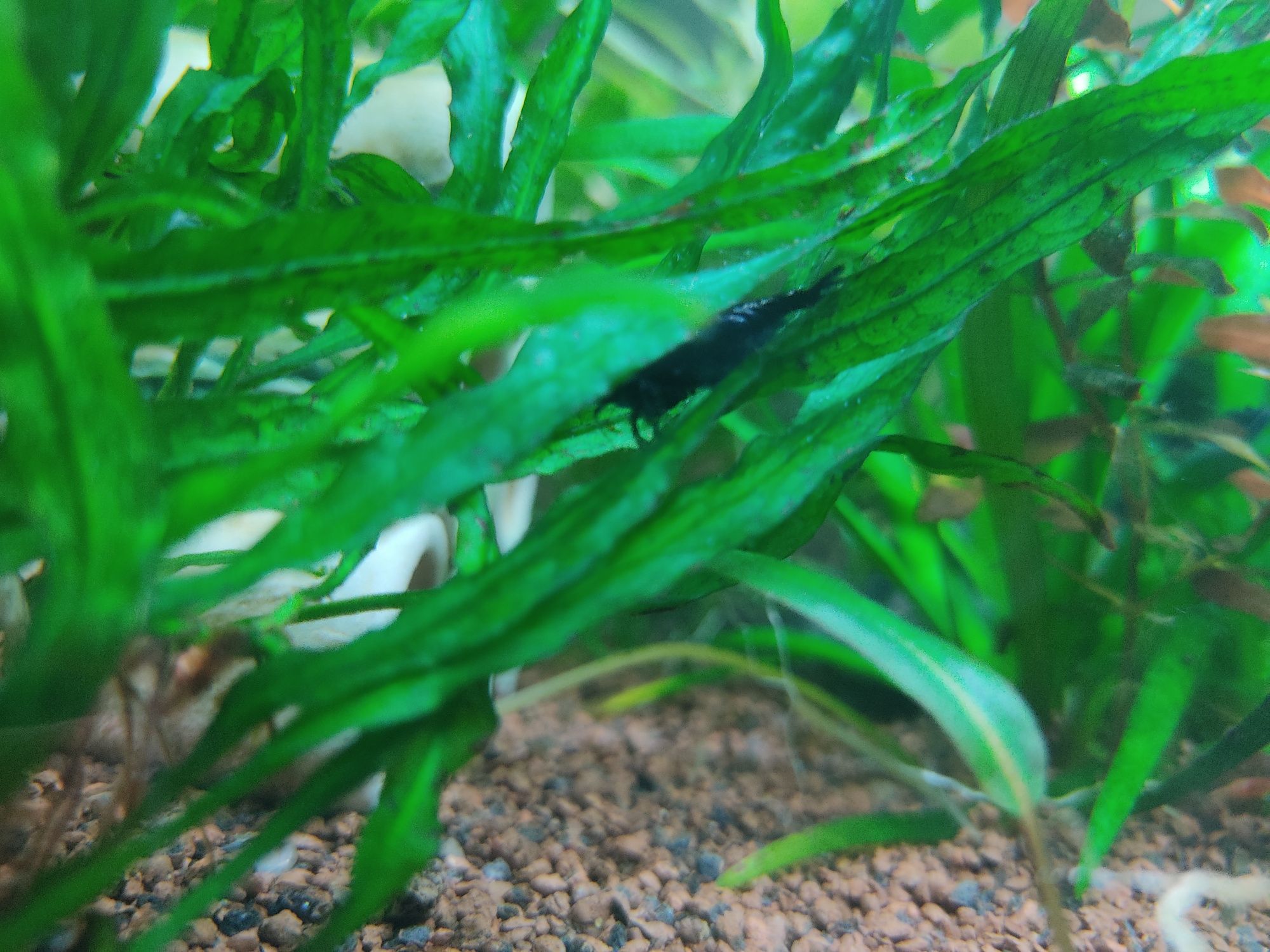 Креветки блюдрім чиста лінія сині акваріумні