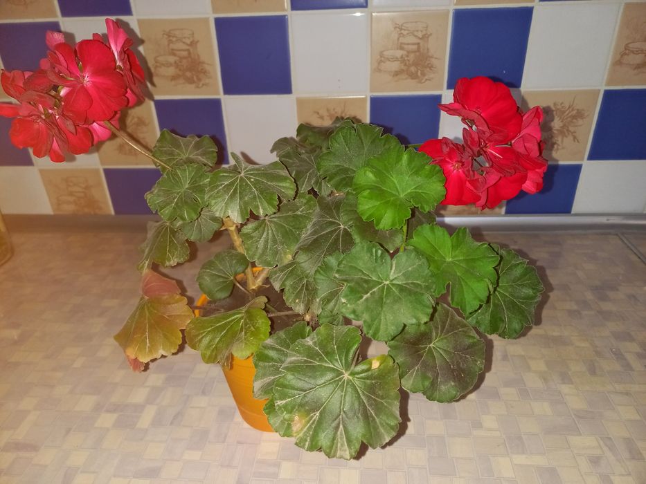 Пеларгонія зональна , герань