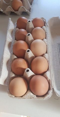 Swojskie jajka z wolnego wybiegu