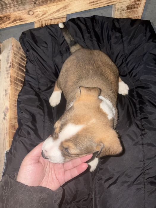 Метис пітбуль безкоштовно