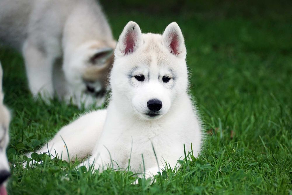 Platynowy piesek Husky z rodowodem ZKwP / FCI szczenię husky