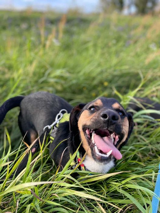 Mały, wesoły pies Antek. Jeszcze szczeniak, 10 miesięcy