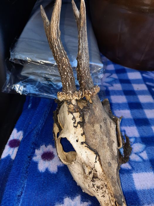 Sprzedam poroże z czaszką.