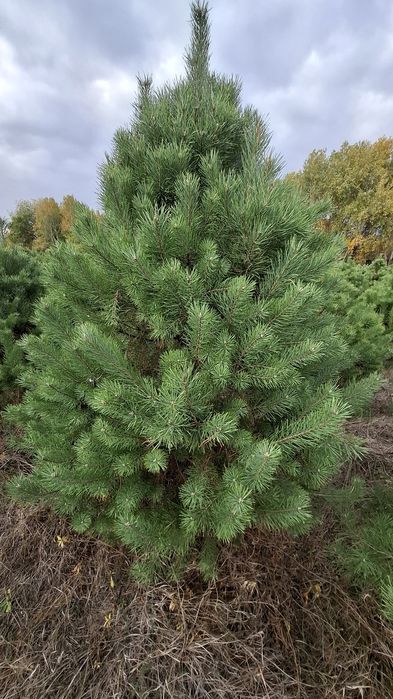 Новорічна ялинка (сосна Кримська). Новогодняя елка.