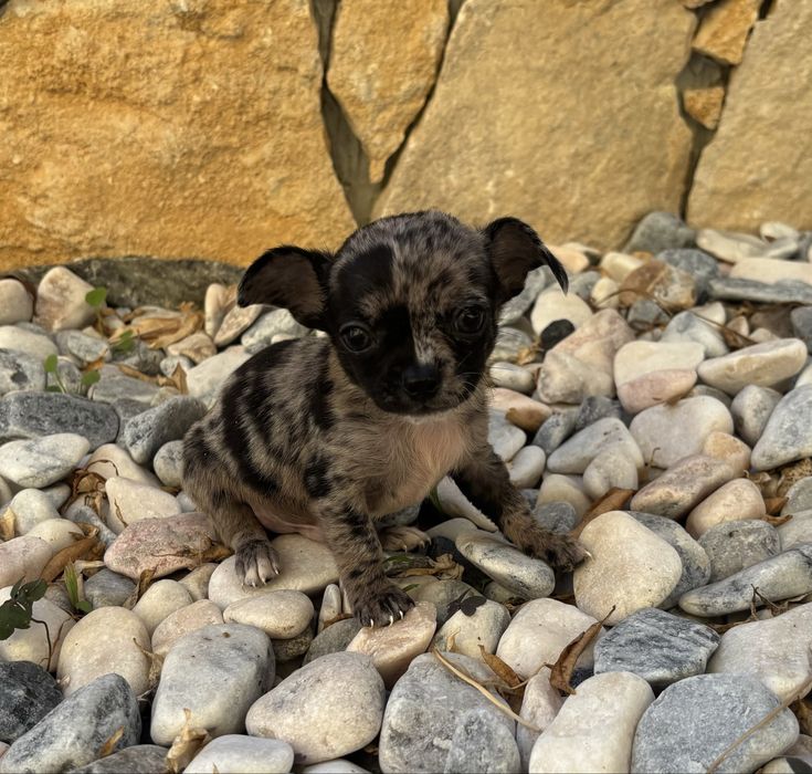 Chihuahua miniatura