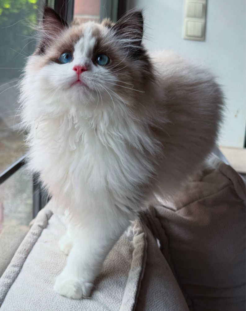 Kocurek ragdoll seal bikolor z wspaniałym charakterem Brylantowa Elita