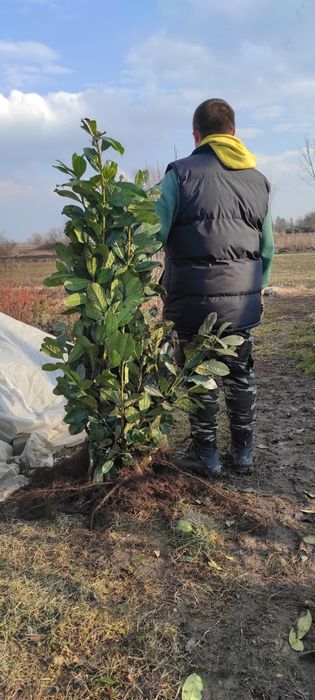 Laurowiśnia do 140cm. WYPRZEDAŻ!!!