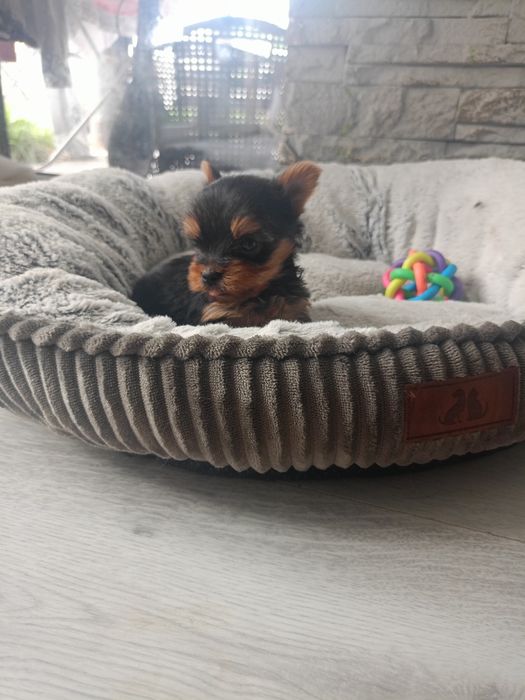 Yorkshire terrier