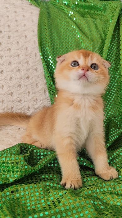 Золотая шиншилла прямоухие вислоухие котята мальчик девочка
